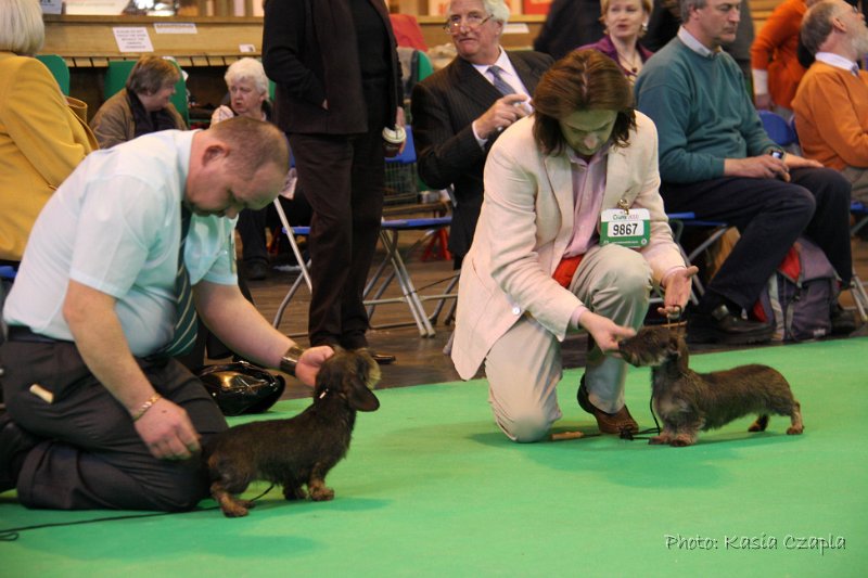 Crufts2010 761.jpg